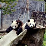 China trimite din nou urși Panda gigant la Atlanta