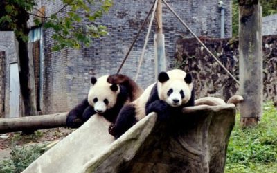 China trimite din nou urși Panda gigant la Atlanta