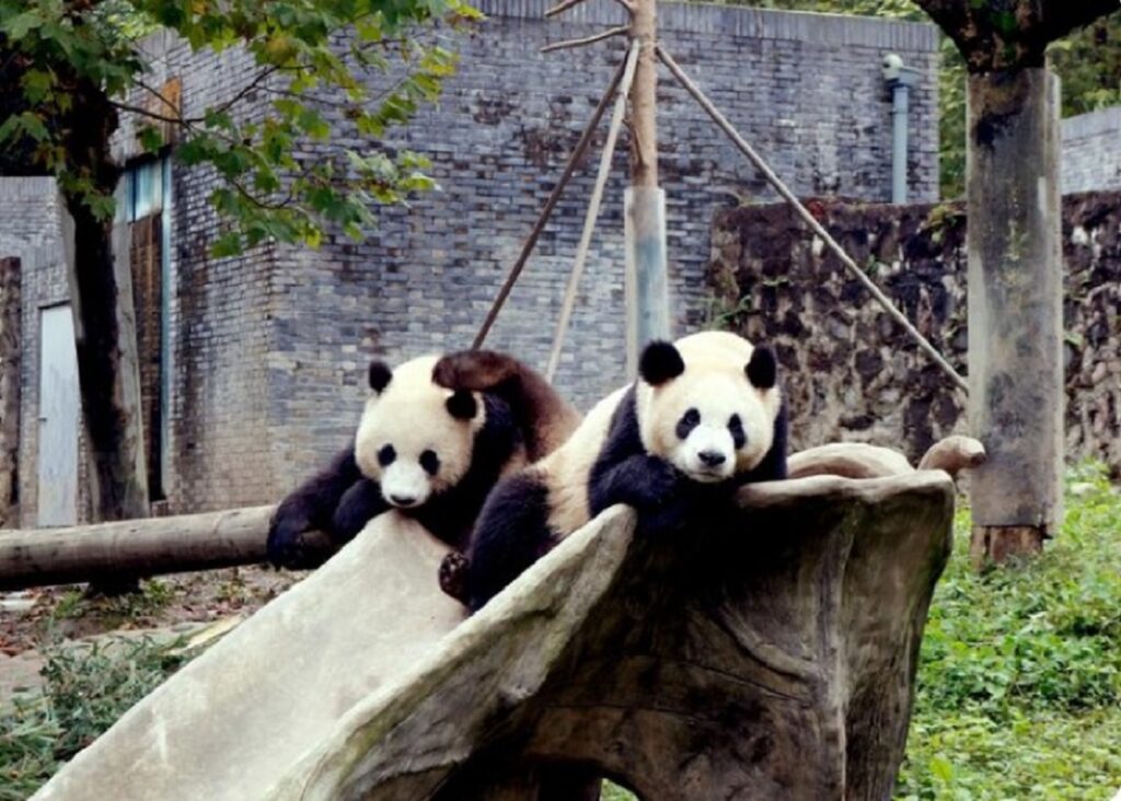 China trimite din nou urși Panda gigant la Atlanta