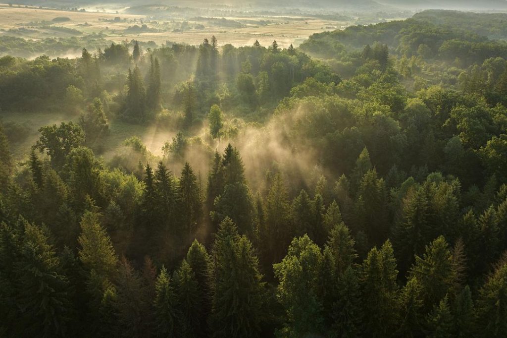 Pădurile seculare din Vânători Neamț, pe platforma Earth FM