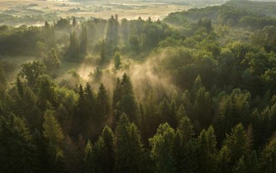 Pădurile seculare din Vânători Neamț, pe platforma Earth FM