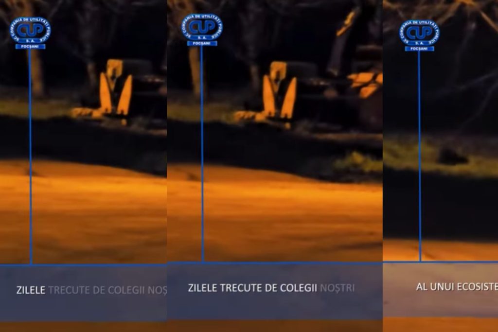 Vidră, vedetă la Focșani: Imagini spectaculoase din inima urbei