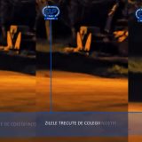 Vidră, vedetă la Focșani: Imagini spectaculoase din inima urbei