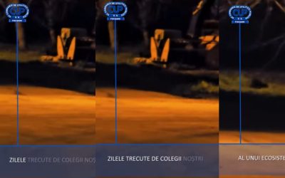 Vidră, vedetă la Focșani: Imagini spectaculoase din inima urbei