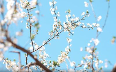 Vremea în București: Ploi și temperaturi prietenoase până pe 22 Aprilie