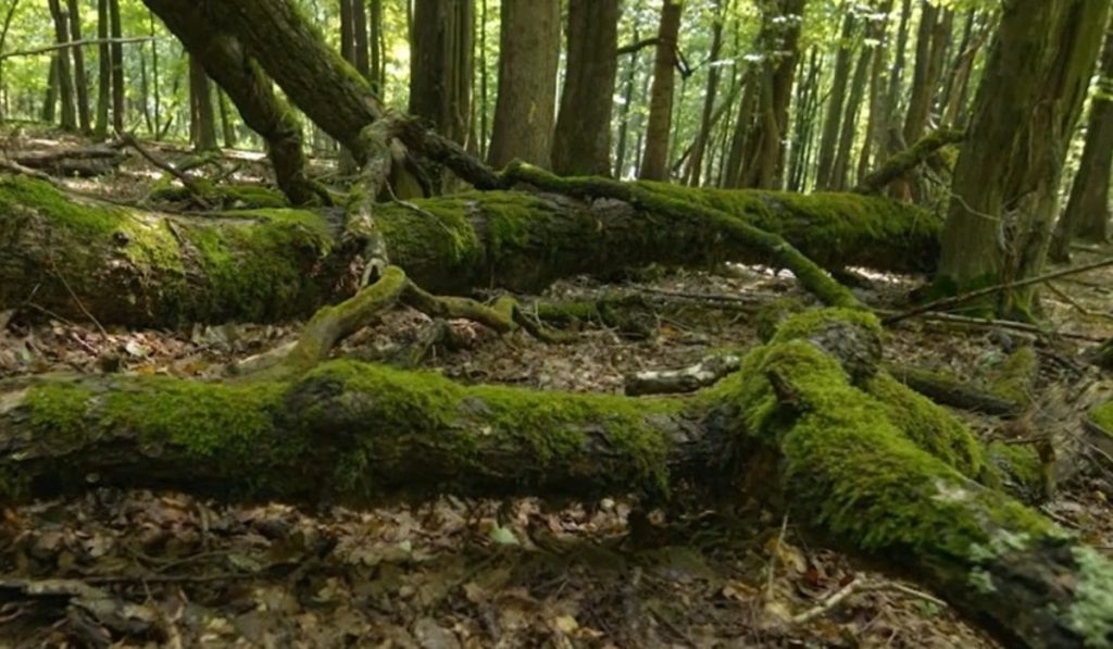 Românul de la Dune: Part II, proiect inedit în Parcul Vânători-Neamț