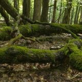 Românul de la Dune: Part II, proiect inedit în Parcul Vânători-Neamț