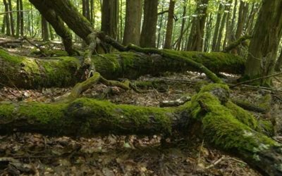 Românul de la Dune: Part II, proiect inedit în Parcul Vânători-Neamț