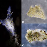 Nouă minune în adâncuri: Un melc de mare, minuscul și colorat, uimește lumea