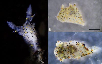 Nouă minune în adâncuri: Un melc de mare, minuscul și colorat, uimește lumea