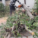 Furtună devastatoare: Copaci rupți, mașini avariate în șase județe