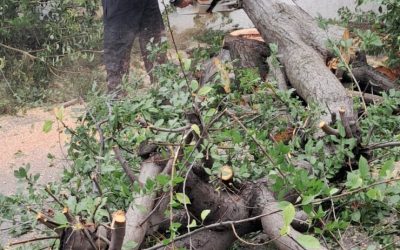 Furtună devastatoare: Copaci rupți, mașini avariate în șase județe