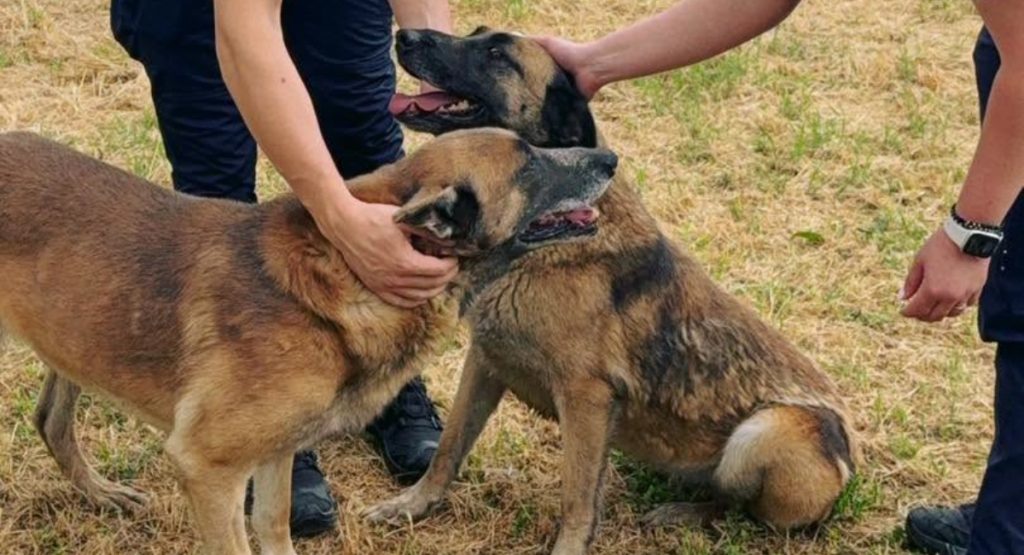 ILFOV: Sterilizări gratuite pentru câinii cu stăpân, în iulie