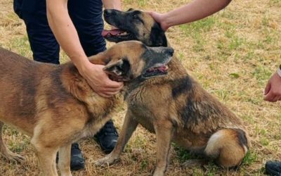 ILFOV: Sterilizări gratuite pentru câinii cu stăpân, în iulie