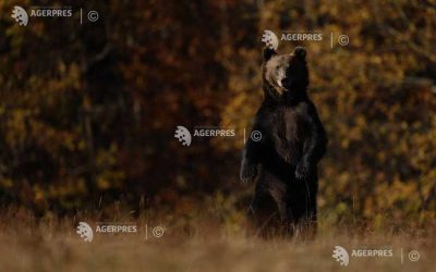 Covasna cere lege de urgență pentru ursul brun