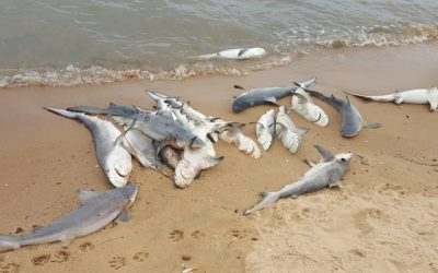 29 de rechini morți pe o plajă din New Jersey: O descoperire șocantă