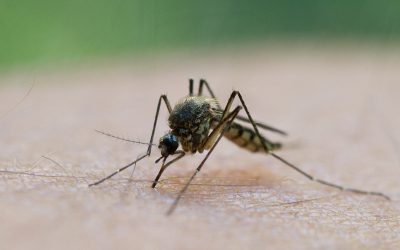 Grecia, în alertă: Val de West Nile în Atena și împrejurimi