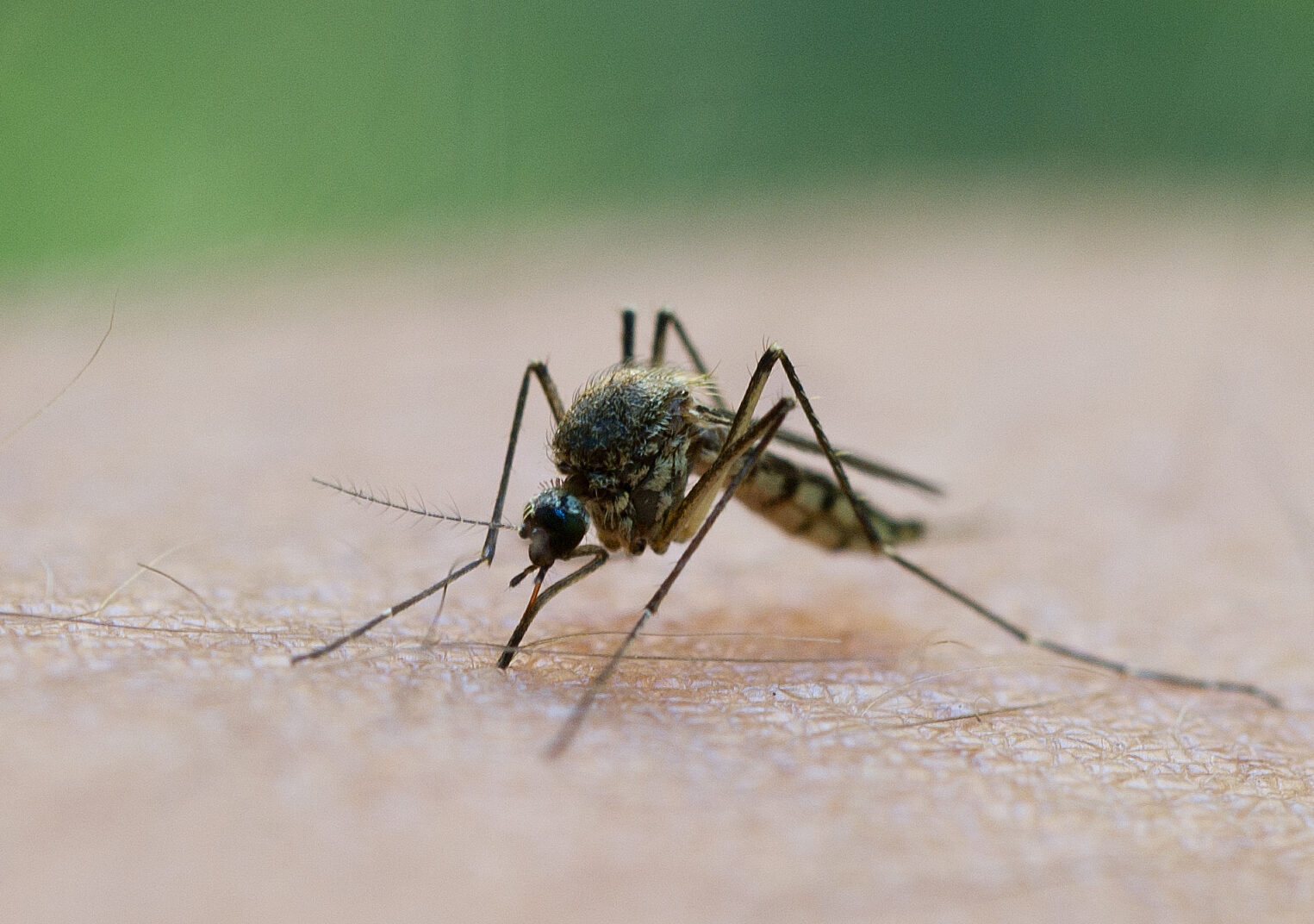 Grecia, în alertă: Val de West Nile în Atena și împrejurimi