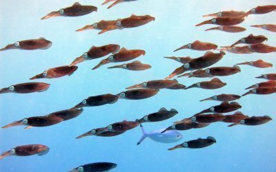 August fierbinte: Oceanele Pământului, la temperaturi record