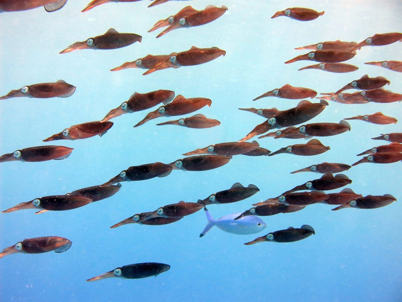 August fierbinte: Oceanele Pământului, la temperaturi record