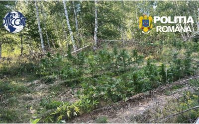 Pădure de canabis, prinsă în Covasna: 130 de plante ridicate