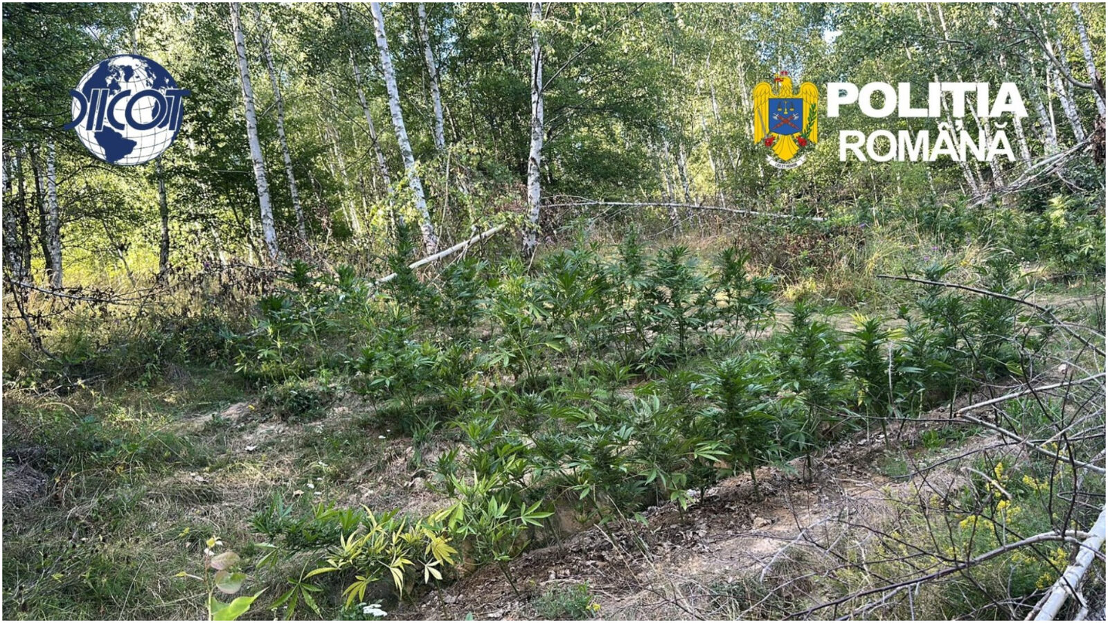 Pădure de canabis, prinsă în Covasna: 130 de plante ridicate