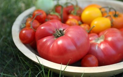 Roșii coapte în august: Sfatul expertului Monty Don