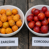 Zarzăre vs. Corcodușe: Ghid Rapid de Diferențiere