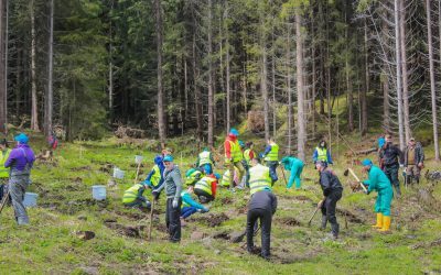 România, verde: Depășite țintele PNRR la împăduriri