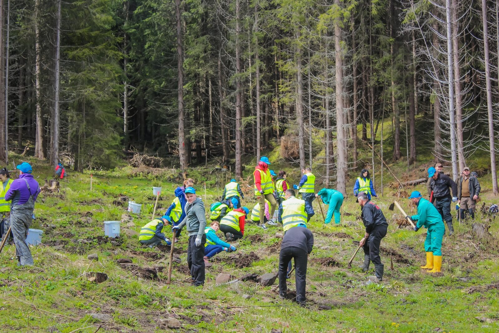 România, verde: Depășite țintele PNRR la împăduriri