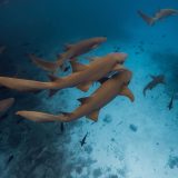 Oceanele, fierbinți ca niciodată în iulie