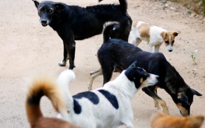 Sectorul 2: Campanie masivă pentru sterilizarea câinilor fără stăpân