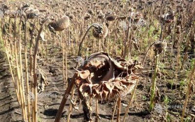 Timiș: Seceta distruge 30-100% din culturile agricole