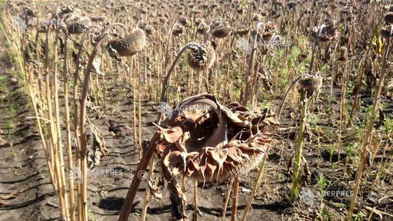 Timiș: Seceta distruge 30-100% din culturile agricole