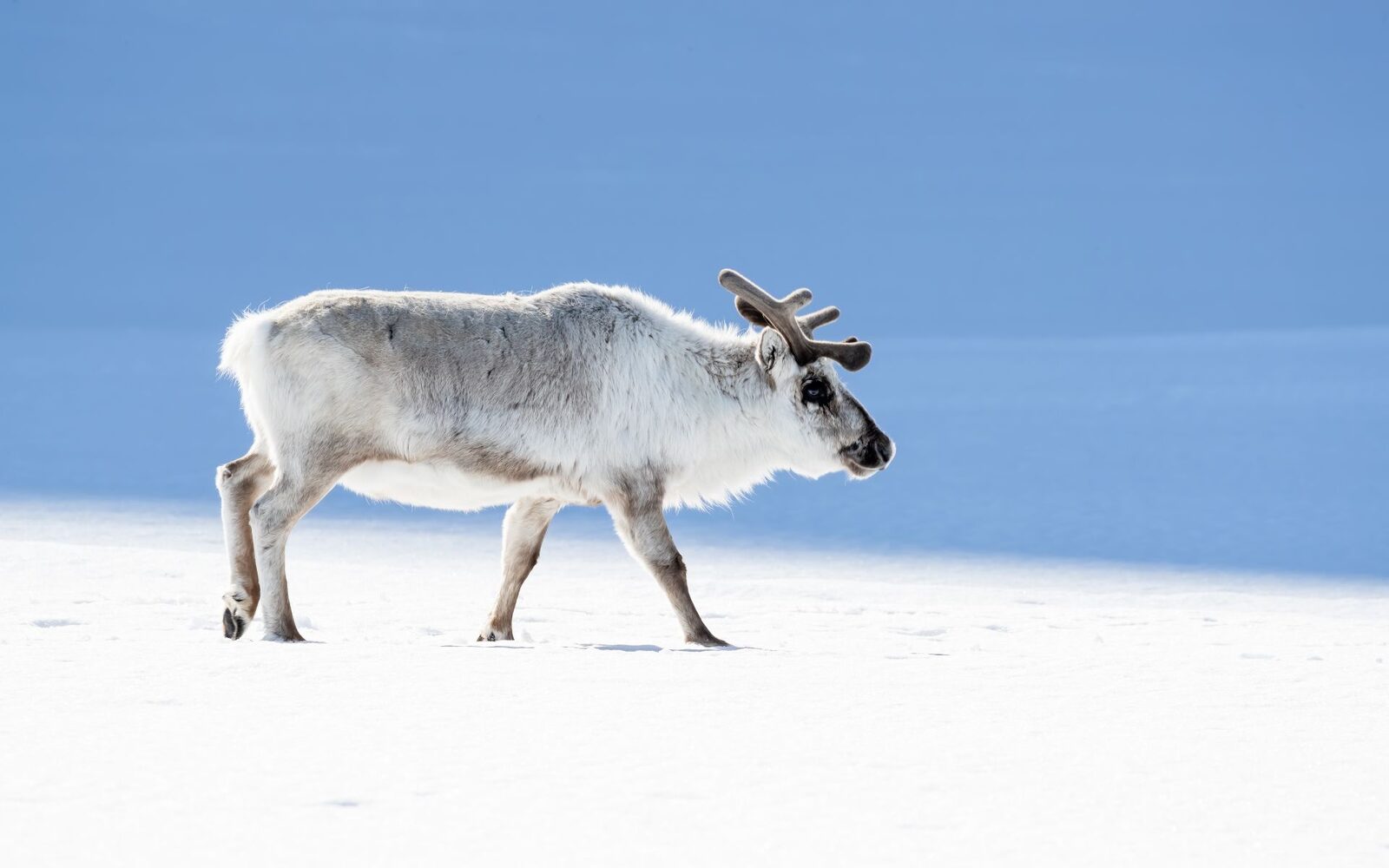 Reni pe cale de dispariție vara în Arctic