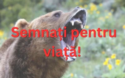 Urși scăpați de sub control: Cetățenii cer ajutor