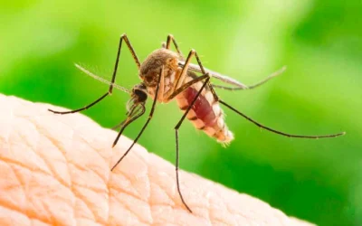 West Nile în Grecia: Riscuri de vacanță și sfaturi COVID