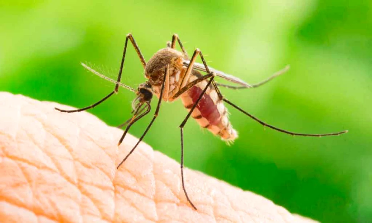 West Nile în Grecia: Riscuri de vacanță și sfaturi COVID