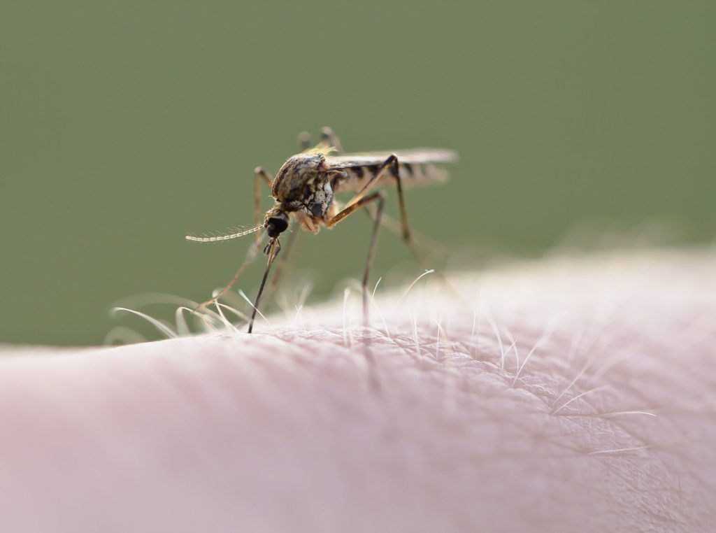 Virusul West Nile ajunge în România: Cât de gravă e situația