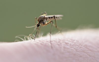 Virusul West Nile ajunge în România: Cât de gravă e situația