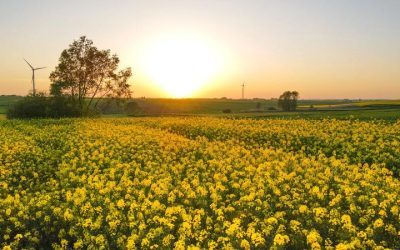 Pesticide din import: UE strânge lațul, fermierii riscă scumpiri