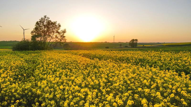 Pesticide din import: UE strânge lațul, fermierii riscă scumpiri