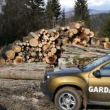 Garda Forestieră: O mega-tăiere ilegală, descoperită la Buzău