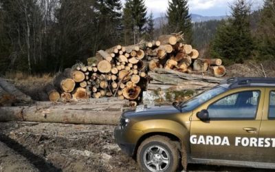 Garda Forestieră: O mega-tăiere ilegală, descoperită la Buzău