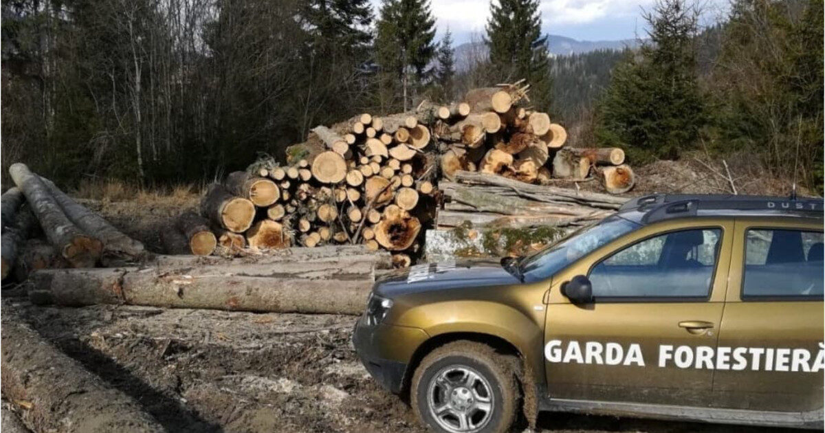 Garda Forestieră: O mega-tăiere ilegală, descoperită la Buzău