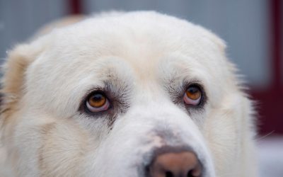 Fiul primăriței din Berchișești, acuzat de uciderea a peste 600 de câini