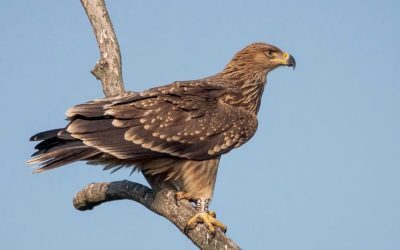 Acvilă imperială salvată zboară liberă pe cerul Serbiei