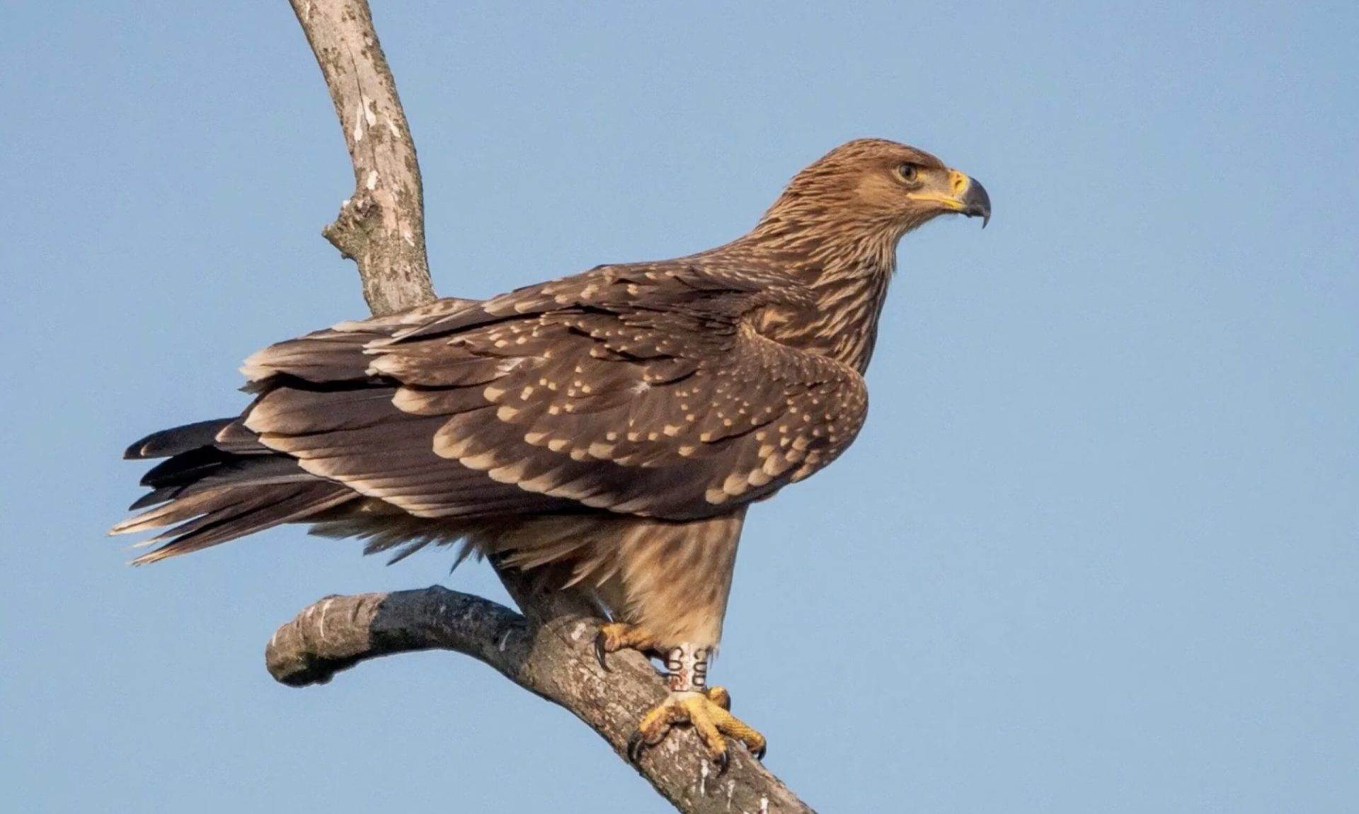 Acvilă imperială salvată zboară liberă pe cerul Serbiei