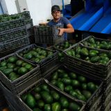 SUA oprește avocado mexican. Ce se întâmplă