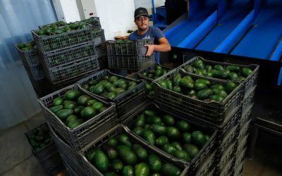 SUA oprește avocado mexican. Ce se întâmplă